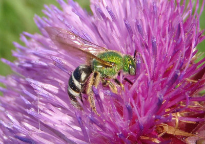 Agapostemon virescens; Sweat Bee species