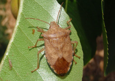 Apoecilus cynicus; Predatory Stink Bug species