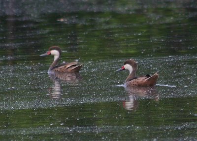 White-cheeked PIntails
