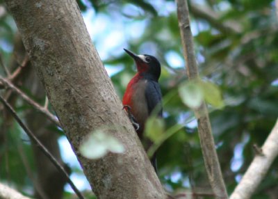 Puerto Rican Woodpecker; Endemic