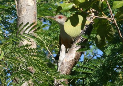 Puerto Rican Lizard Cuckoo; Endemic