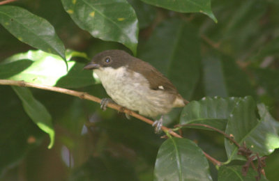 Puerto Rican Tanager; Endemic