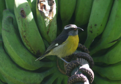 Bananaquit