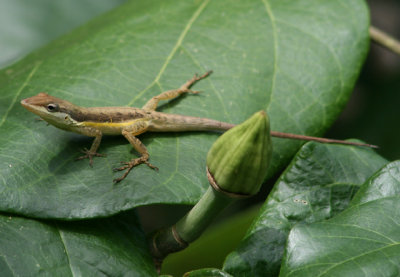 Sharp-mouthed Lizard