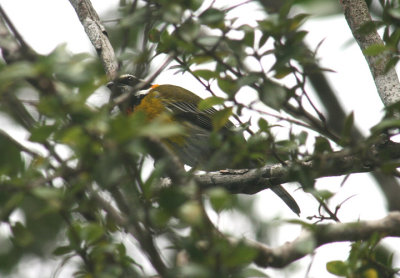 Puerto Rican Spindalis; endemic