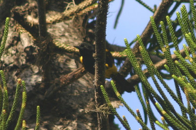 Peurto Rican Oriole; endemic
