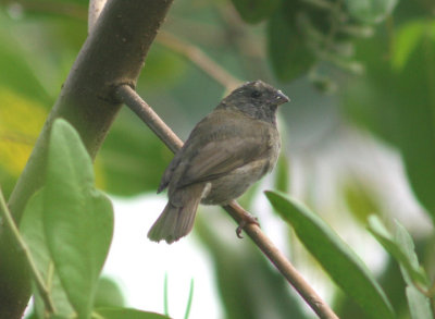 Black-faced Grassquit; female