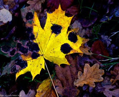 Halloween Leaf