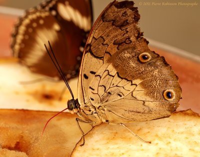 Papillons / Butterfly