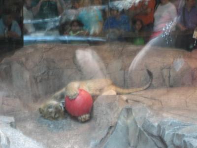 lion with ball.jpg