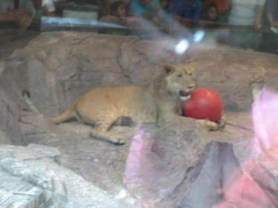 lion with ball 2.jpg