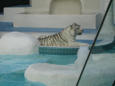 white tiger 3.jpg