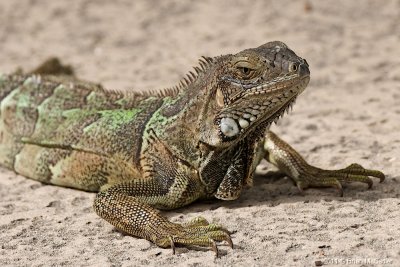 Aruba 03_hf.jpg