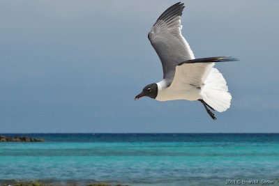 Aruba 08_hf.jpg