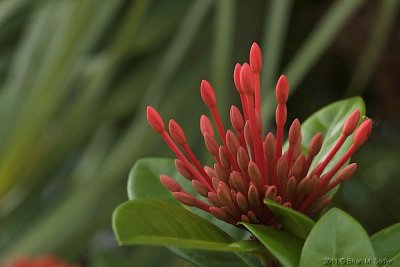 Aruba 10_hf.jpg