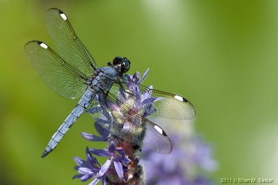 g4/55/881655/3/136192370.a0QAGJJs.jpg