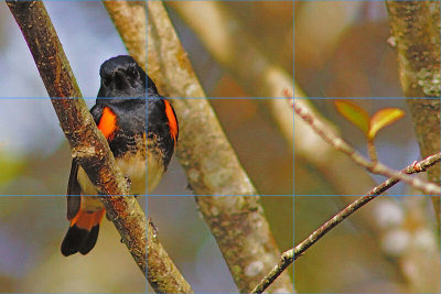 02098redstart-L.jpg