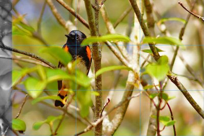 02113redstart-L2.jpg