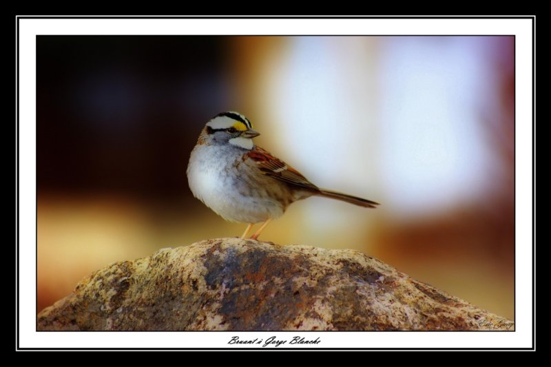oiseaux