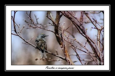 img_2616