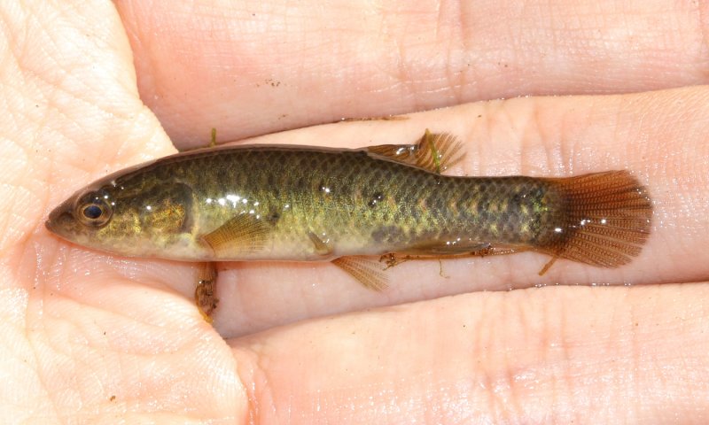 Central Mudminnow (Umbra limi)
