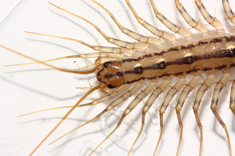 House Centipede (Scutigera coleoptrata)