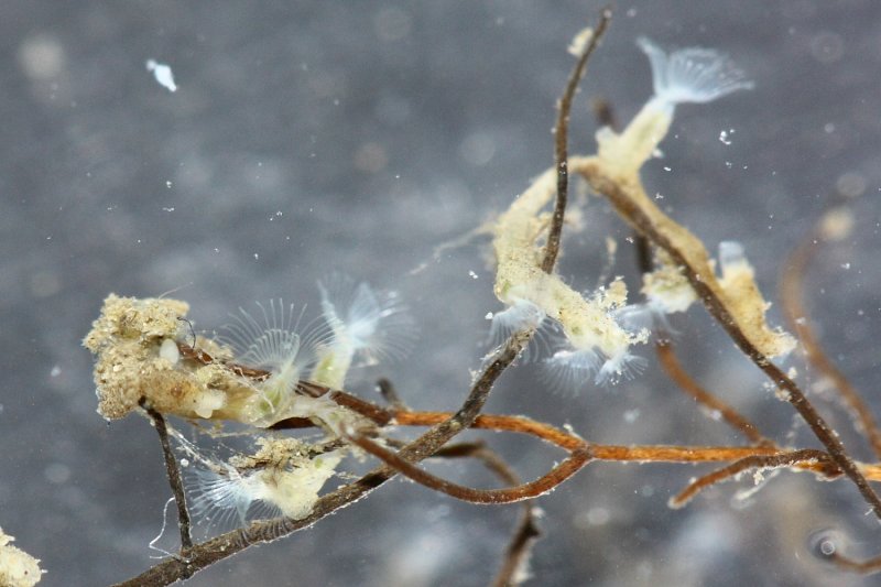 Phylactolaemate Bryozoa