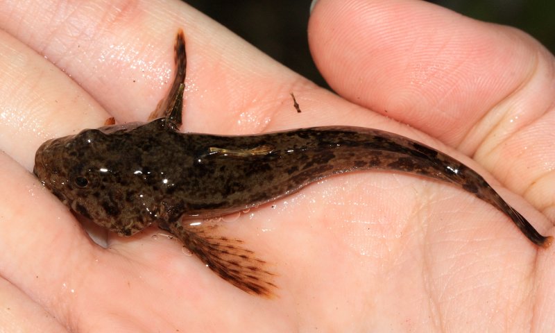 Mottled Sculpin (Cottus bairdii)