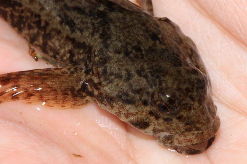 Mottled Sculpin (Cottus bairdii)