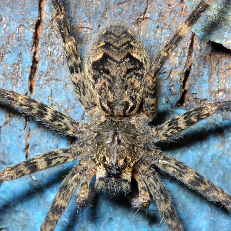 Dock Spider (Dolomedes tenebrosus)
