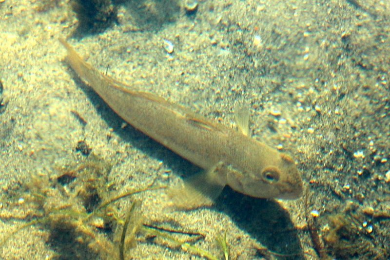 Round Goby (Neogobius melanostomus)