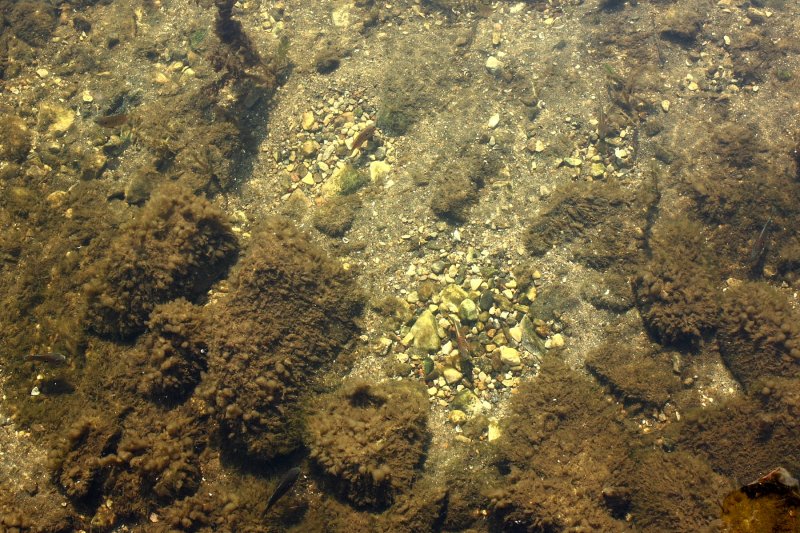 Northern Sunfish (Lepomis peltastes)
