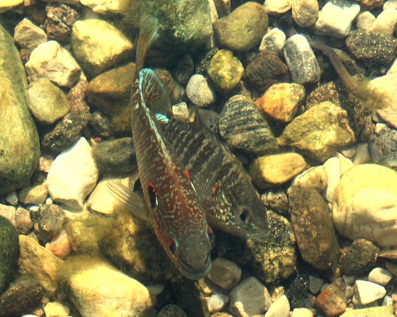 Northern Sunfish (Lepomis peltastes) spawning