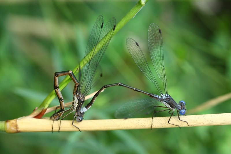 Spotted Spreadwing (Lestes congener)