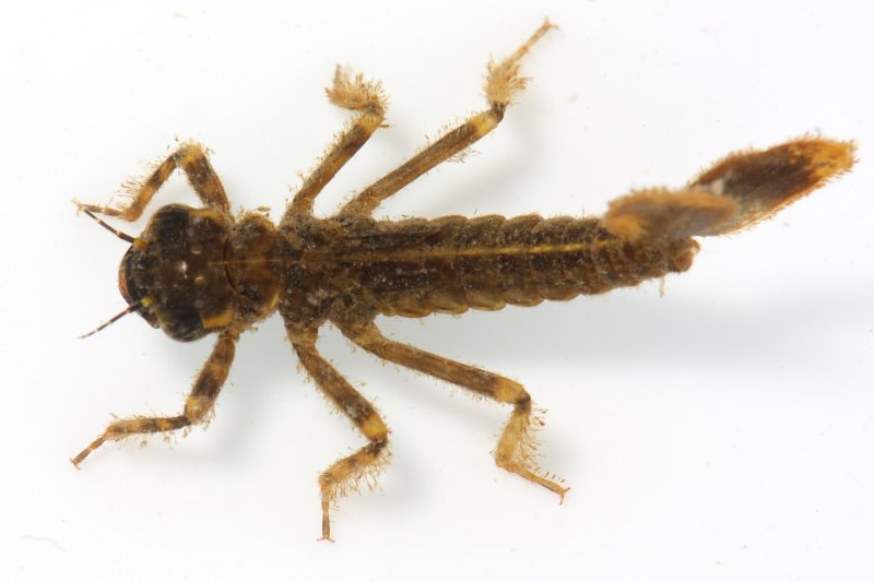 Dancer (Argia sp.) nymph