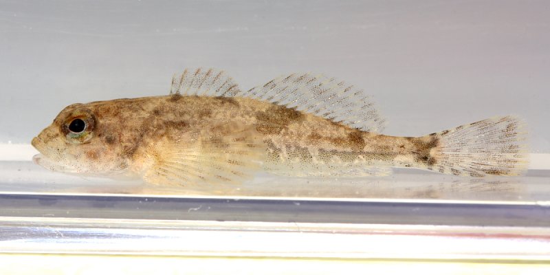 Mottled Sculpin (Cottus bairdii)