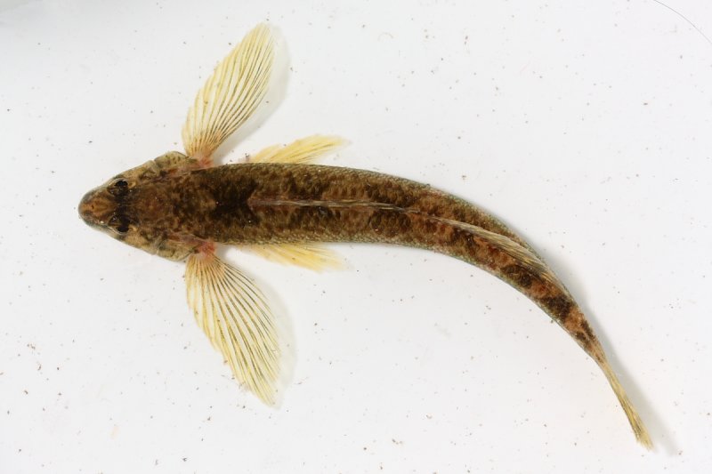Mottled Sculpin (Cottus bairdii)