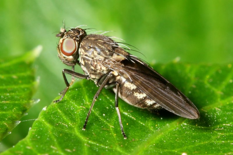 Shore Fly, Paralimna (Paralimna) sp. (Ephydridae)