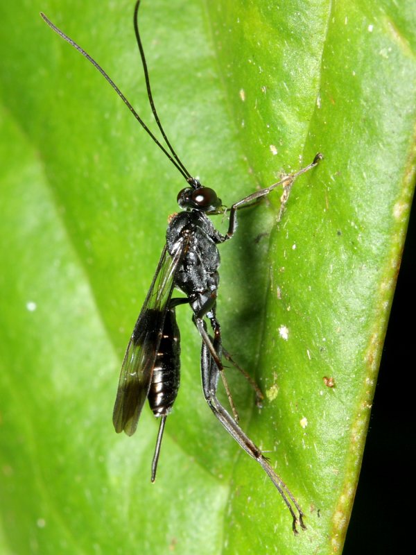 Ichneumon Wasp (Ichneumonidae)