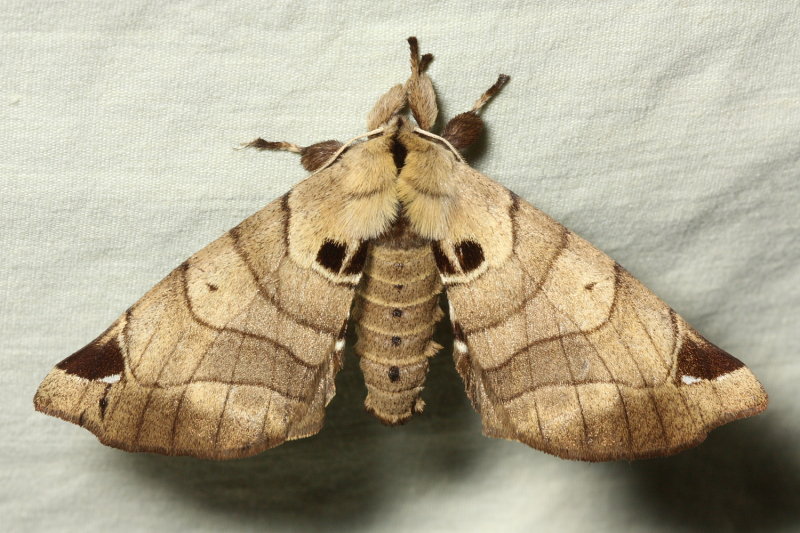 Apatelodes cf. princeps (Apatelodidae)