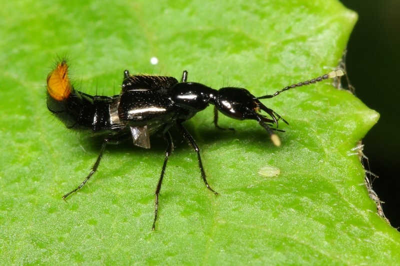 Rove Beetle, Belonuchus s.l. (Staphylinidae)