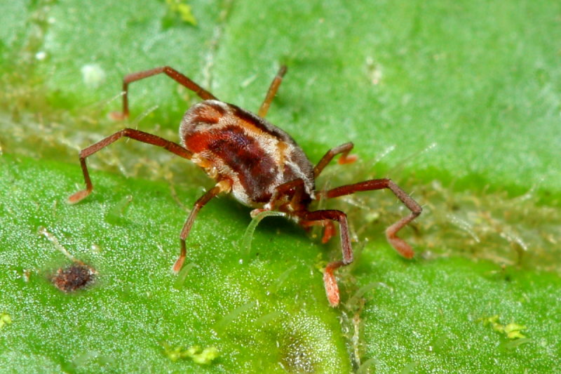 Predatory Mite, Leptus sp. (Erythraeidae)