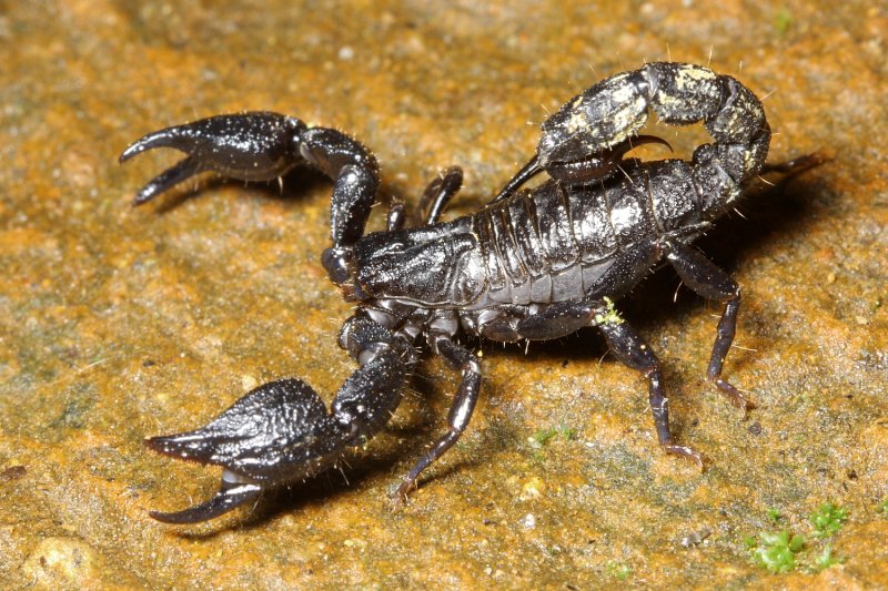 Scorpion, Teuthraustes atramentarius (Chactidae)