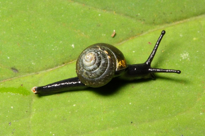 Euconulidae cf.