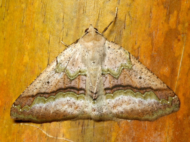 Oligopleura cf. (Geometridae: Larentiinae)