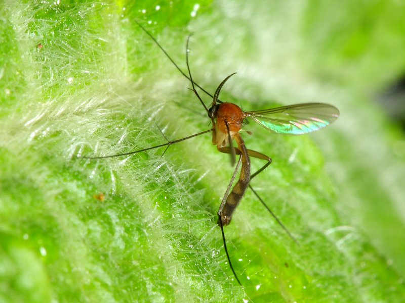 Fungus Gnat (Mycetophilidae)