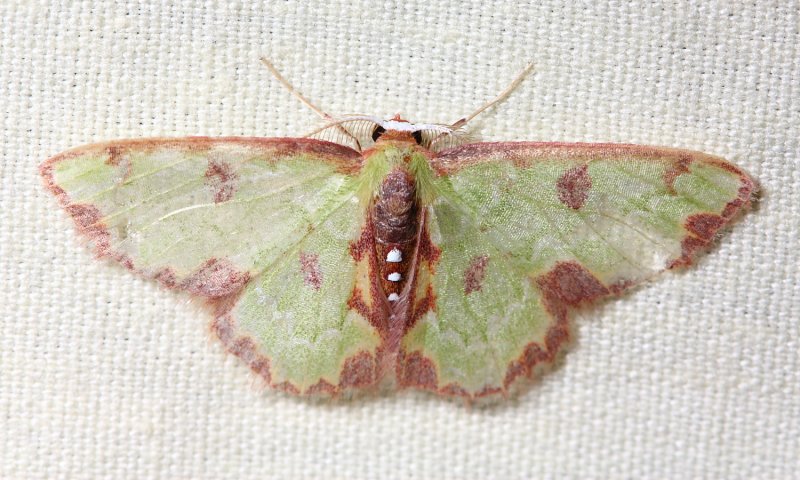 Synchlora cf. (Geometridae: Geometrinae)