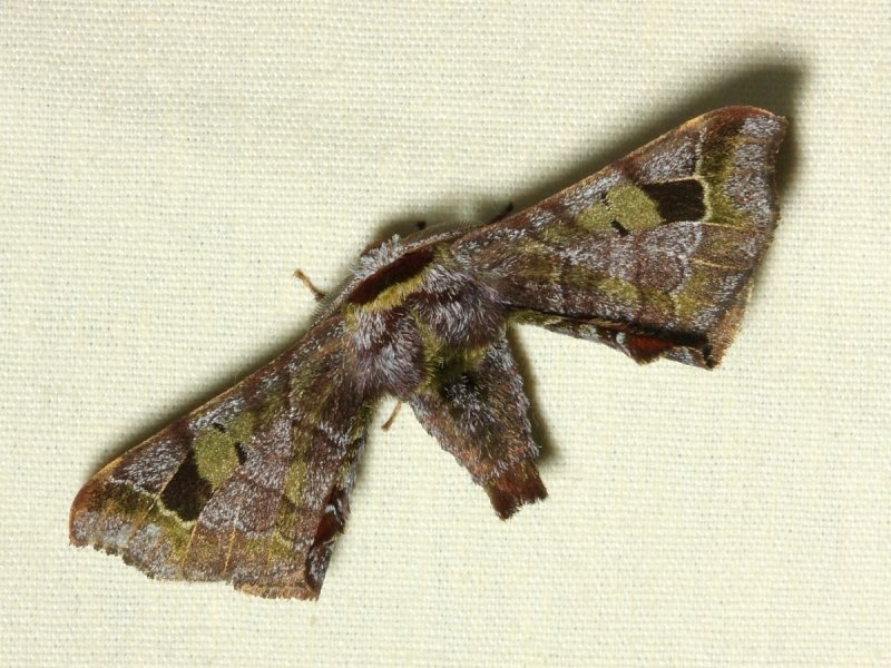 Quentalia ojeda (Apatelodidae)