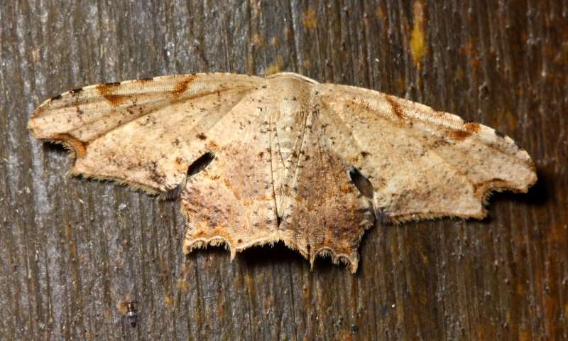 Scoopwing, Calledapteryx sp. (Uraniidae)