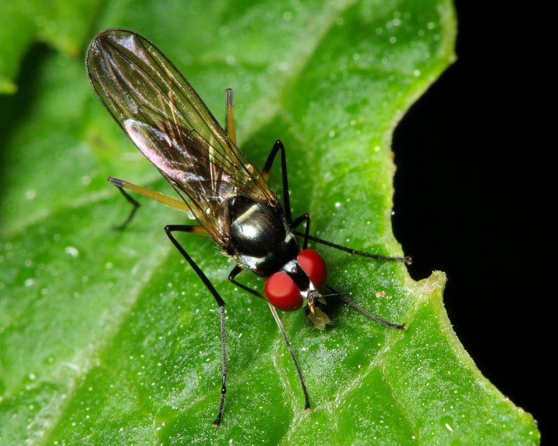 Neotanypeza plotoplax (Tanypezidae)